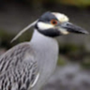 Meet your Posher, T'jacques